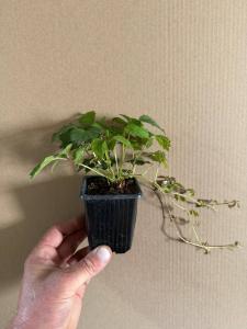 Виноград Вичи